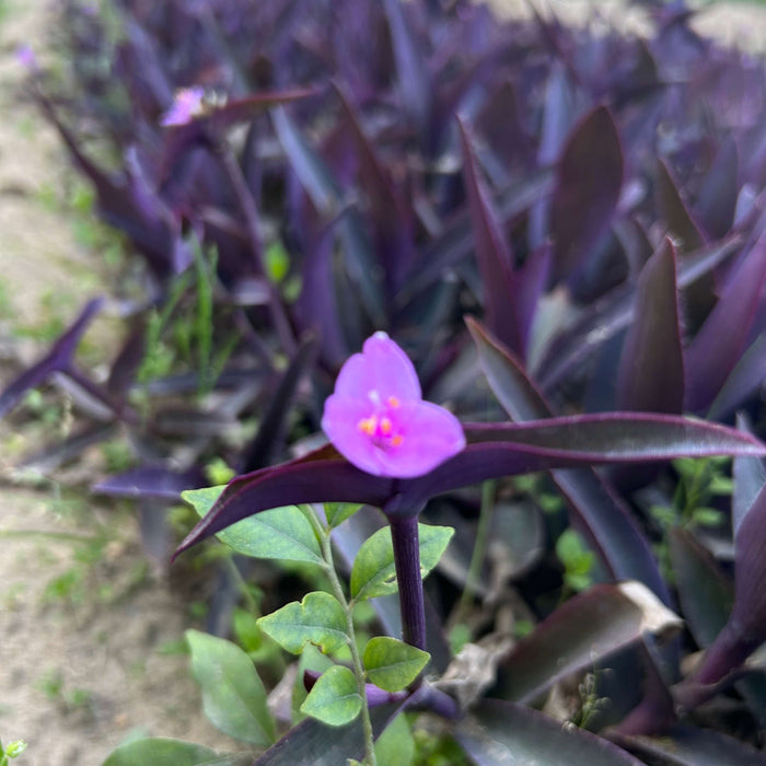 Buy Purple Heart Plants, Tradescantia pallida in Saharanpur nursery
