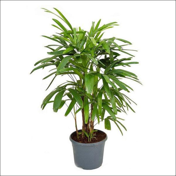 Rhapis/Lady Palm - Palms