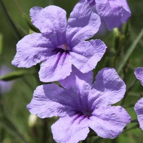 Ruellia brittoniana,Desert Petunia, Florida Bluebells, Mexican Petunia, Mexican Blue Bells,