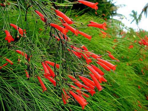 Russelia equisetiformis Red - Ornamental Flowering Plants