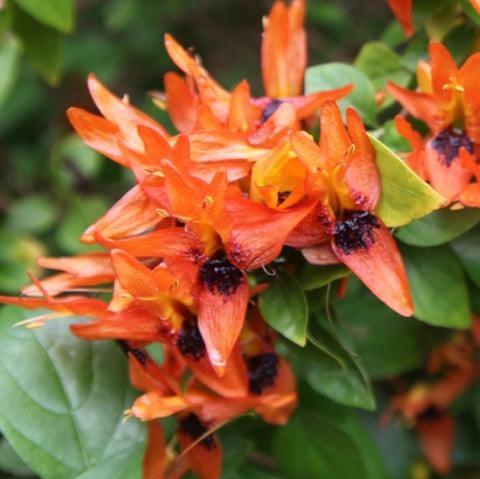 Ruttya fruticosa,Ruttya Fruticosa, Rabbit Ears, Orange Bird, Hummingbird Plant