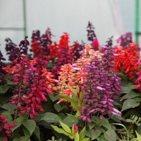 Striking Beauty: Savor the Colorful Blooms of Salvia Splendens Mix Plant