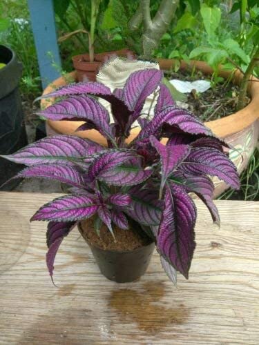 Strobilanthes dyeriana - Ornamental Plants