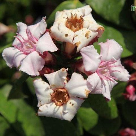 Strophanthus gratus, Roupellia grata,Climbing Oleander, Cream Fruit