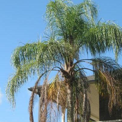 Exotic Queen Palm Trees for Sale | Syagrus Romanzoffiana, Cocos Plumosus, Giriba Palm, and Sygrus Palm Varieties