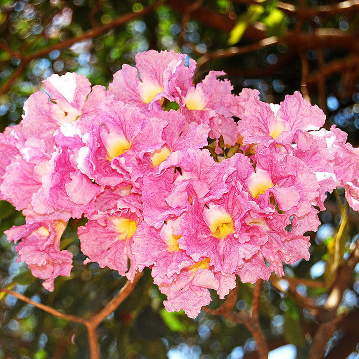 Tabebuia rosea - Avenue Trees
