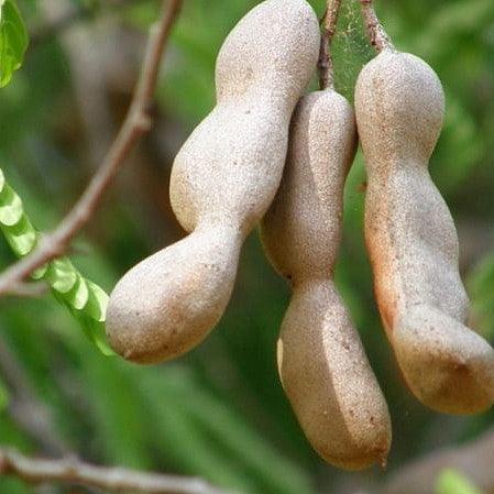 Tamarind Tamarindus indica 1 Healthy live plant seedling