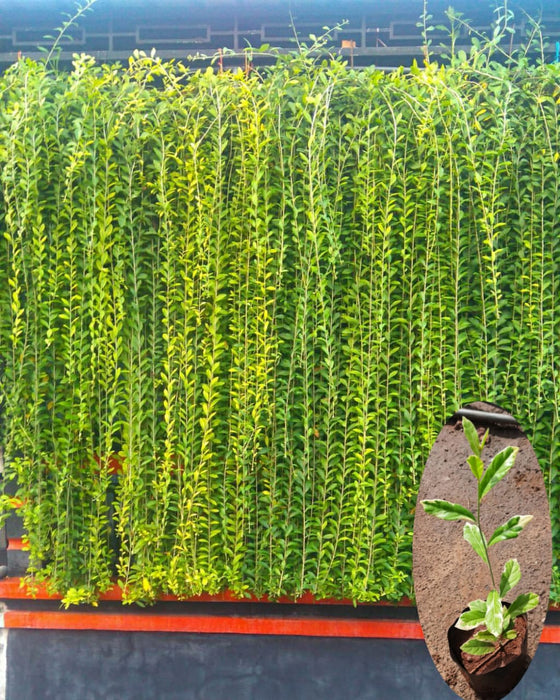 Variegated Curtain Creeper - Creepers & Climbers