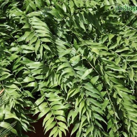 Experience the Beauty of Florida's Native Fern | Zamia Floridana Plant for Sale