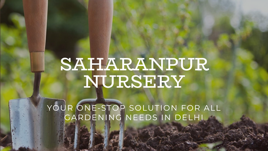 Saharanpur Nursery: Your One-Stop Solution for All Gardening Needs in Delhi