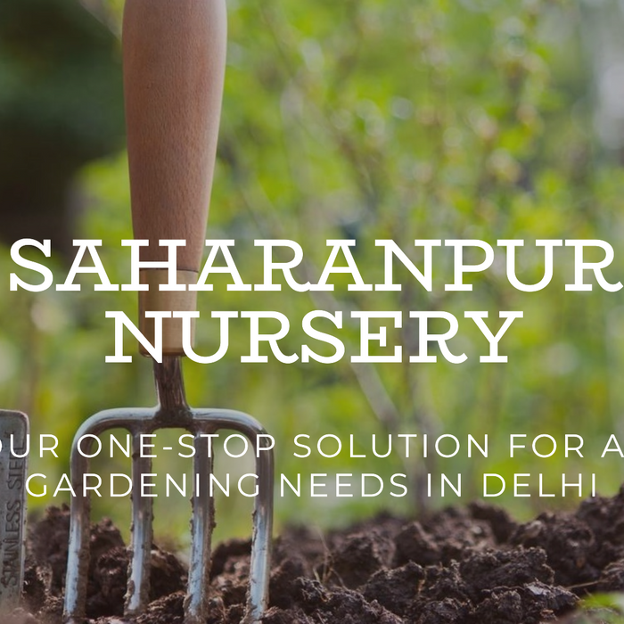 Saharanpur Nursery: Your One-Stop Solution for All Gardening Needs in Delhi