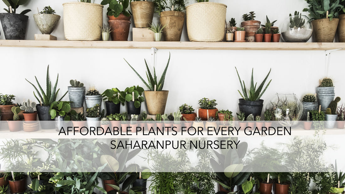 Top Plant Nursery in Delhi Offering Affordable Plants for Every Garden