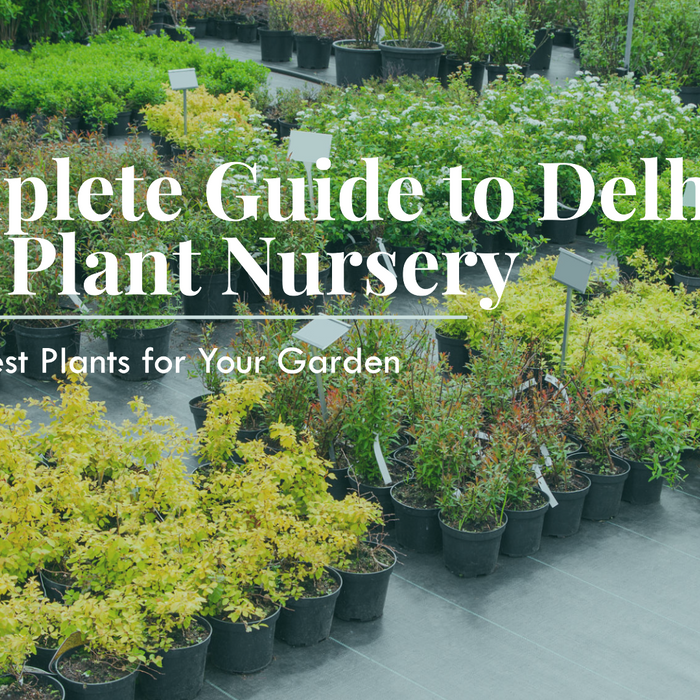 Government Plant Nursery Near Me: A Complete Guide for Gardeners in Delhi
