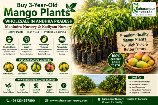 Buy 3-Year-Old Mango Plants Wholesale in Saharanpur Pradesh | Complete Guide for Farmers &amp; Orchard Owners (2026)
