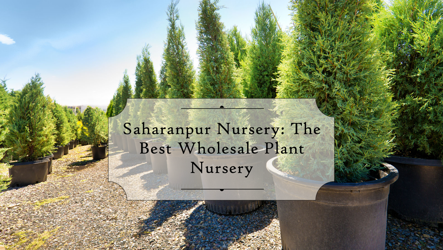 Why Saharanpur Nursery Is the Best Wholesale Plant Nursery in Delhi