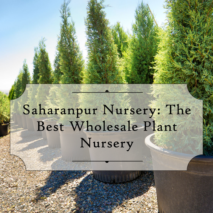 Why Saharanpur Nursery Is the Best Wholesale Plant Nursery in Delhi