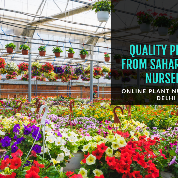 Online Plant Nursery in Delhi: Buy Quality Plants from Saharanpur Nursery