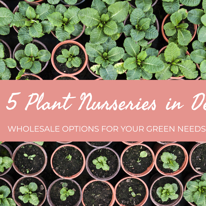 Top 5 Wholesale Plant Nurseries in Delhi You Should Visit