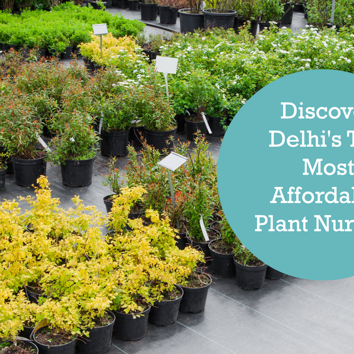 Affordable Gardening: Cheapest Plant Nursery in Delhi Revealed