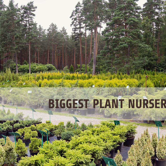 Biggest Plant Nursery in Delhi: Everything You Need to Know