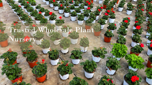 Saharanpur Nursery: Your Trusted Wholesale Plant Nursery Near Delhi