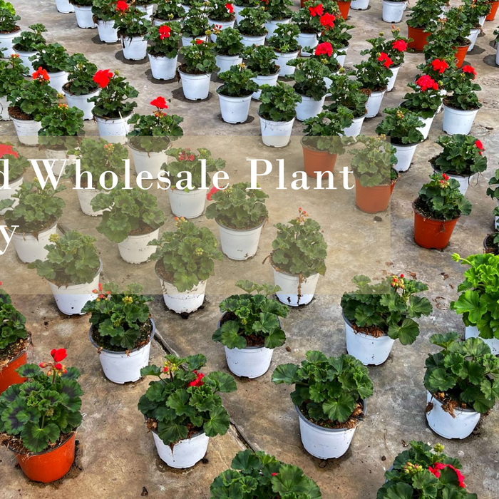 Saharanpur Nursery: Your Trusted Wholesale Plant Nursery Near Delhi