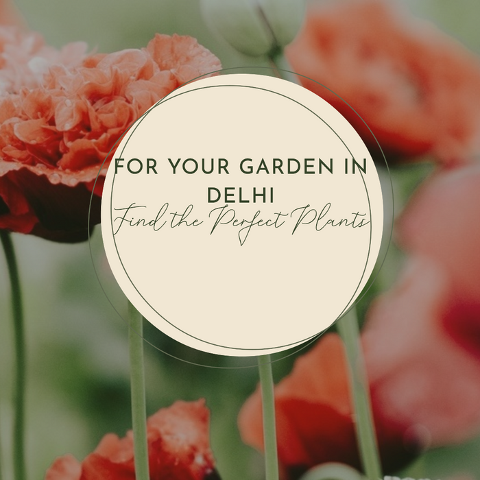 How to Find the Best Plant Nursery in Delhi for Your Garden