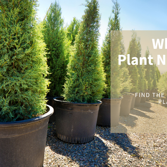 The Ultimate Guide to Wholesale Plant Nurseries in Delhi