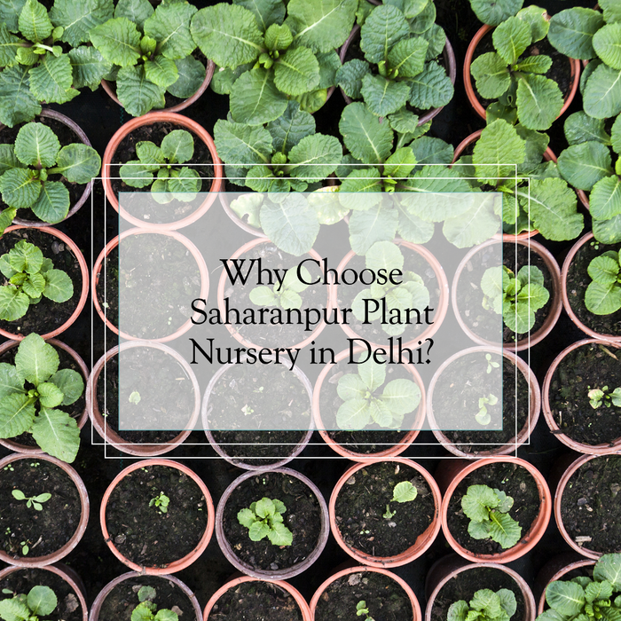 Top Reasons to Choose Saharanpur Plant Nursery in Delhi