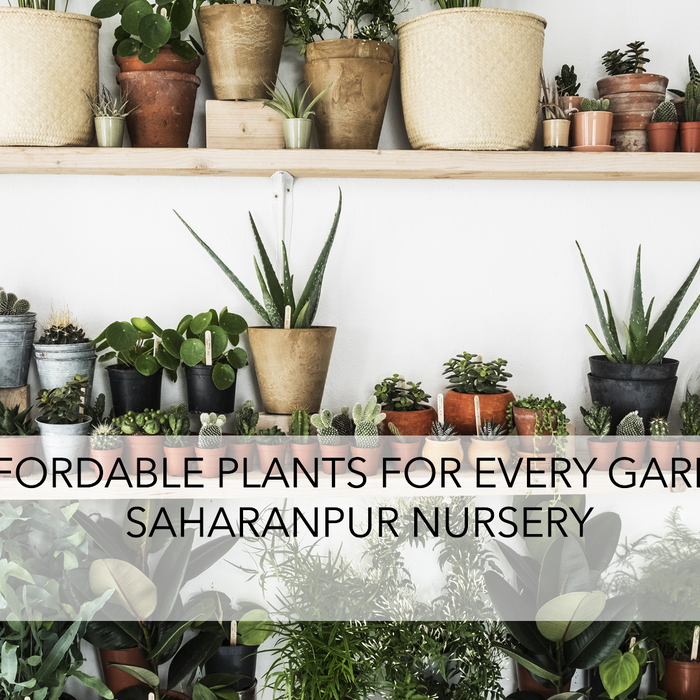 Top Plant Nursery in Delhi Offering Affordable Plants for Every Garden