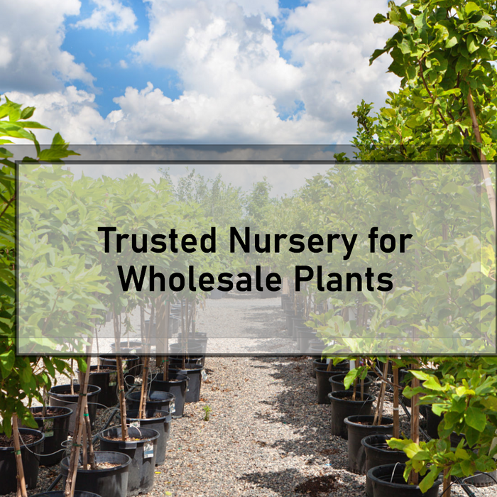 Buy Wholesale Plants Online from a Trusted Nursery in Delhi