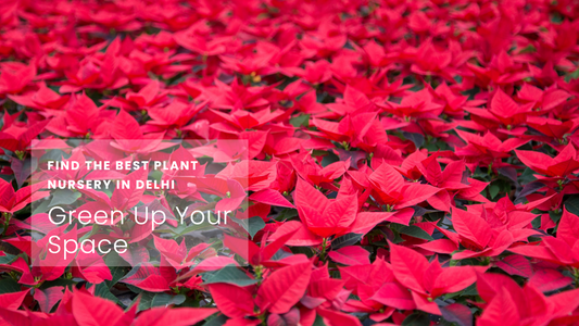 Best Plant Nursery in Delhi for Home Gardeners and Landscapers