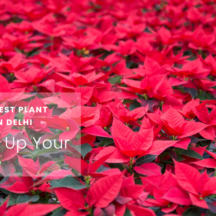 Best Plant Nursery in Delhi for Home Gardeners and Landscapers