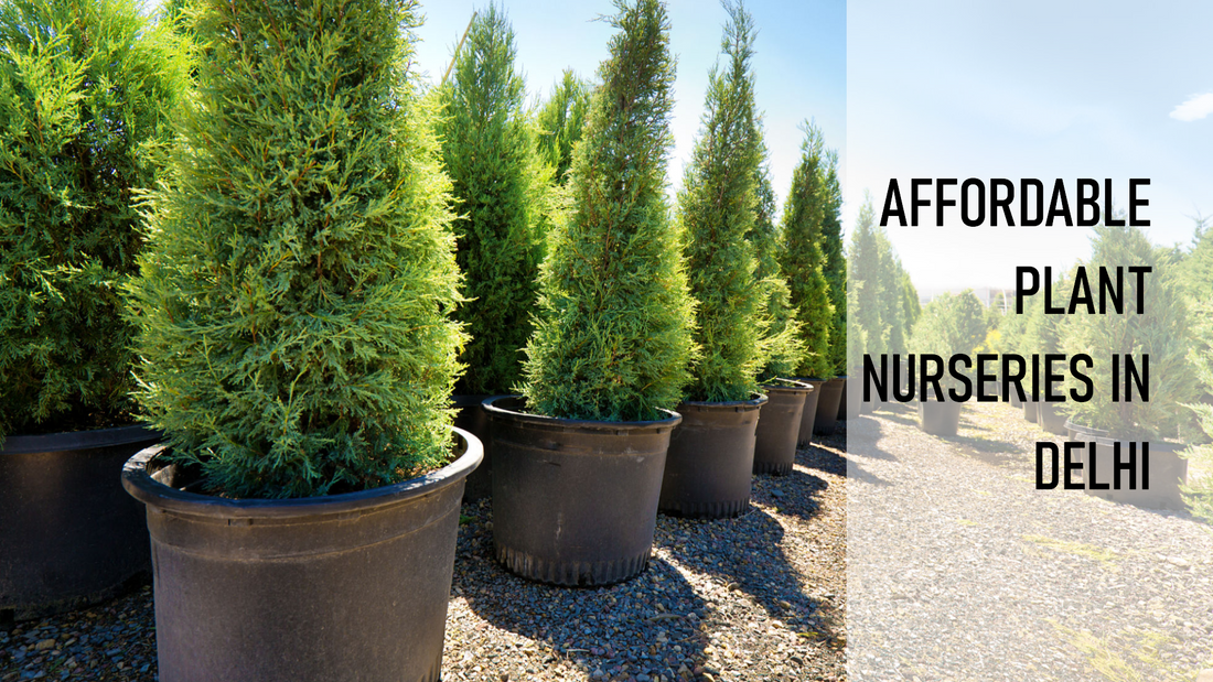 Where to Buy Affordable Plants in Delhi: Nursery Recommendations