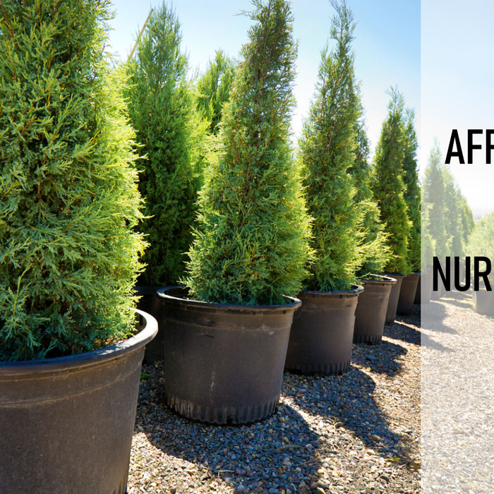 Where to Buy Affordable Plants in Delhi: Nursery Recommendations