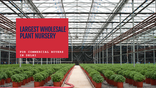 Biggest Wholesale Plant Nursery in Delhi for Commercial Buyers