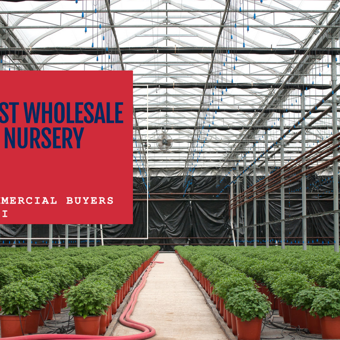 Biggest Wholesale Plant Nursery in Delhi for Commercial Buyers