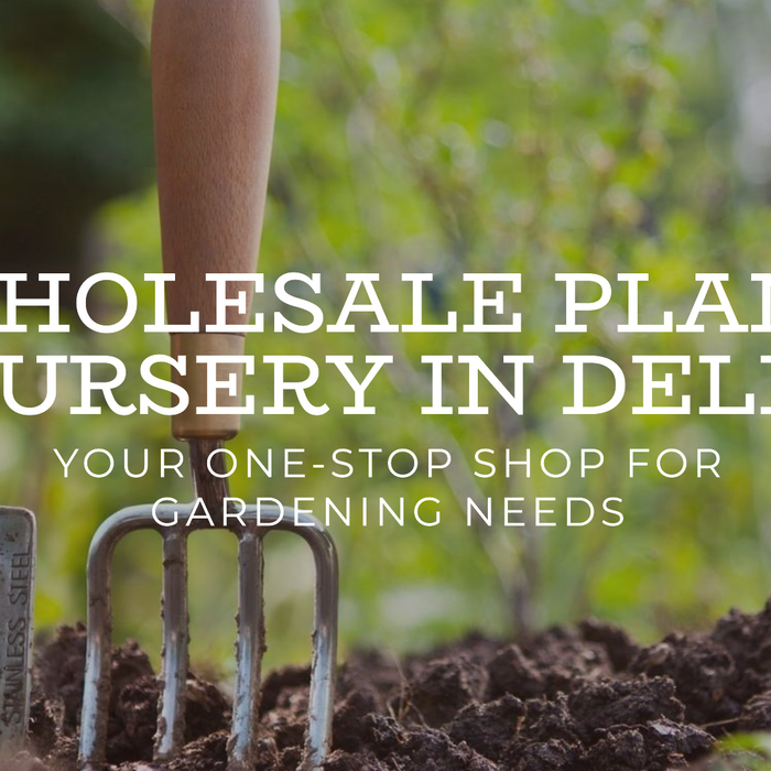 Why Choose a Wholesale Plant Nursery in Delhi for Your Gardening Needs?