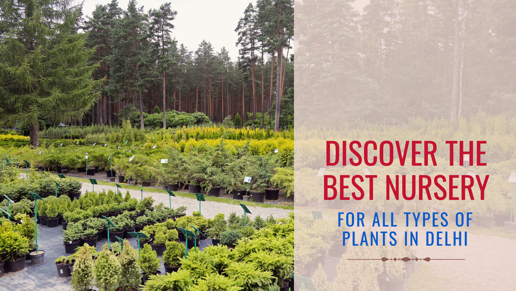 Find the Best Nursery Near Me for All Types of Plants in Delhi