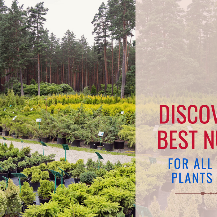 Find the Best Nursery Near Me for All Types of Plants in Delhi