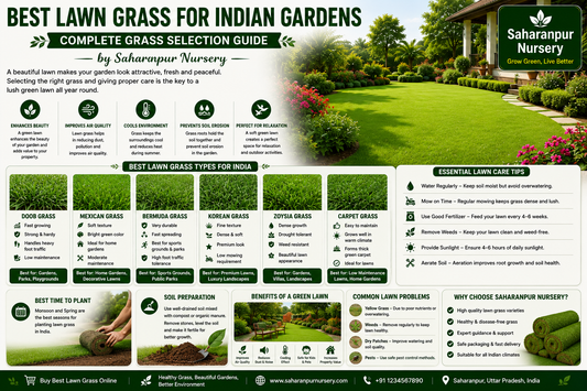 Best Lawn Grass for Indian Gardens – Complete Grass Selection Guide | Saharanpur Nursery (2026 Guide)
