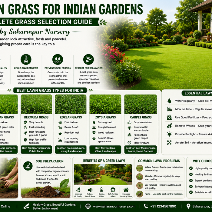 Best Lawn Grass for Indian Gardens – Complete Grass Selection Guide | Saharanpur Nursery (2026 Guide)