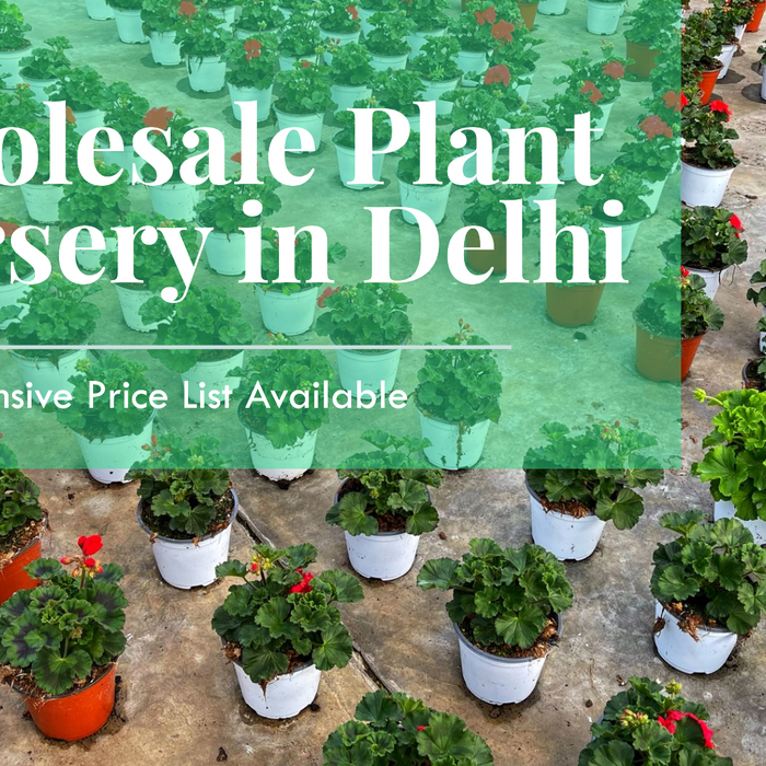 Top Wholesale Plant Nursery in Delhi with a Comprehensive Price List