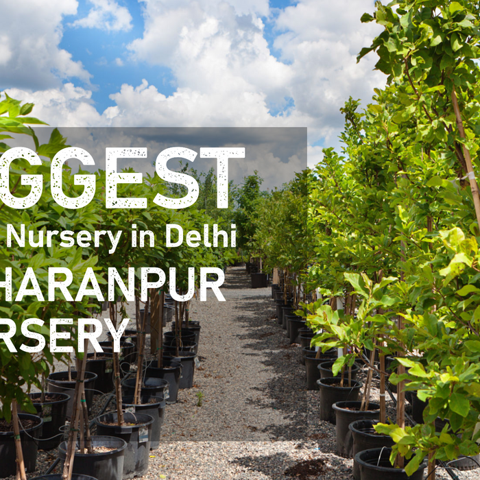 Discover the Biggest Plant Nursery in Delhi for All Your Gardening Needs