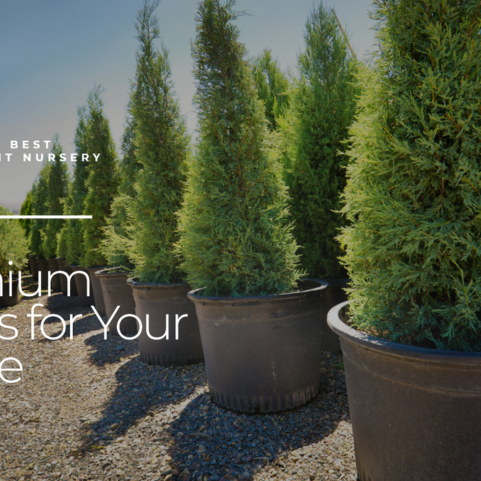 Online Plant Nursery in Delhi: Shop for Premium Quality Plants