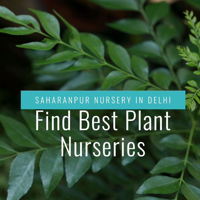 How to Locate a Free Plant Nursery Near Me in Delhi