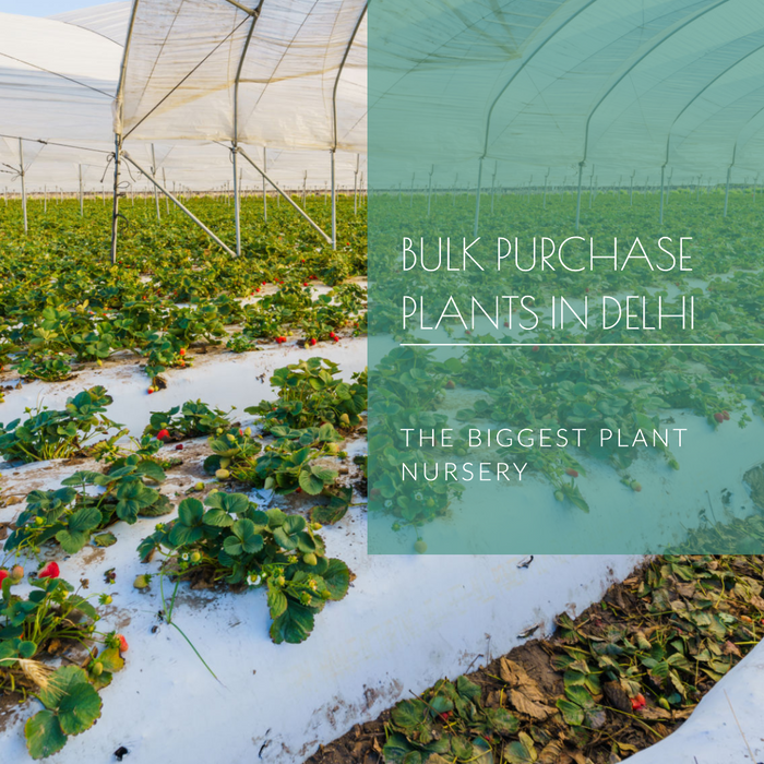Biggest and Cheapest Plant Nursery in Delhi for Bulk Purchases