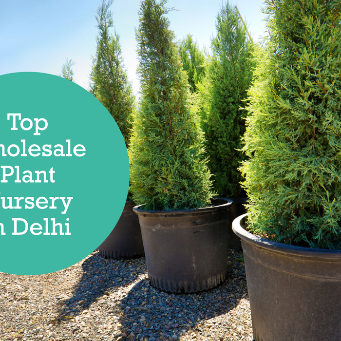 Wholesale Plant Nursery Near Me: Top Picks in Delhi