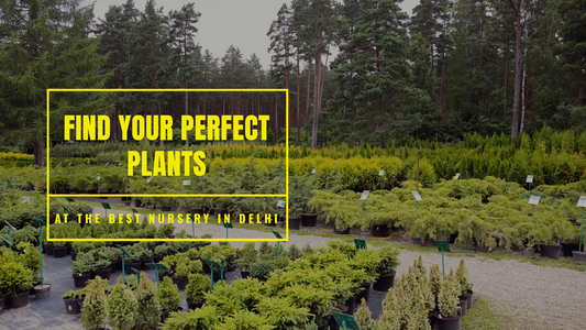 Explore the Best Plant Nursery Near You in Delhi