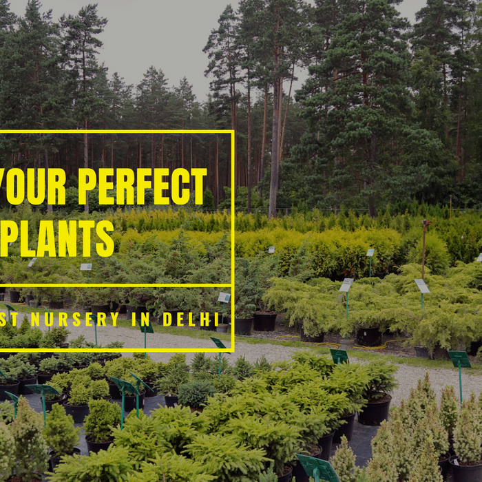 Explore the Best Plant Nursery Near You in Delhi